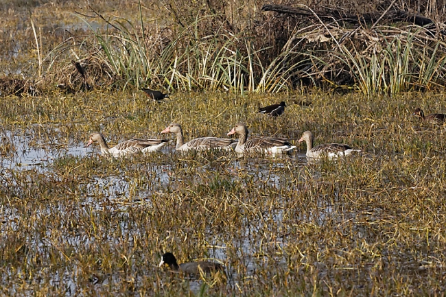 Keoladeo national park-097